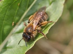 Plastandrena bimaculata